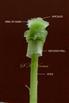  Pistil Head